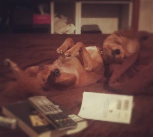 11393256_838623652919427_487595039271670786_n