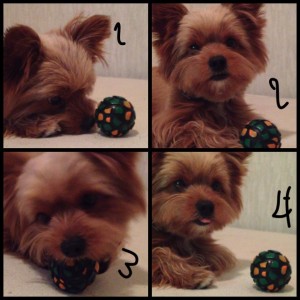 525093_369936279788169_2026745024_n